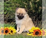 Small Photo #1 Pomeranian Puppy For Sale in PARADISE, PA, USA