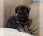Small #3 German Shepherd Dog