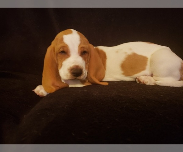 Medium Photo #8 Basset Hound Puppy For Sale in CLAREMORE, OK, USA