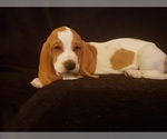 Small Photo #8 Basset Hound Puppy For Sale in CLAREMORE, OK, USA