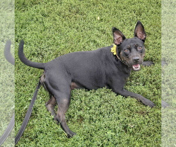 Medium Photo #3 American Staffordshire Terrier-Bulldog Mix Puppy For Sale in Huntley, IL, USA