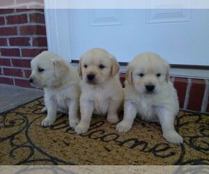 Golden Retriever Puppy for sale in CANTRIL, IA, USA