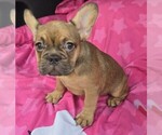 Small #2 French Bulldog