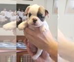 Small Photo #16 French Bulldog Puppy For Sale in CAPE CORAL, FL, USA