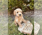 Small #1 Cockapoo
