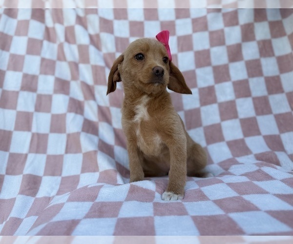 Medium Photo #7 Beagle-Labradoodle Mix Puppy For Sale in LAKELAND, FL, USA