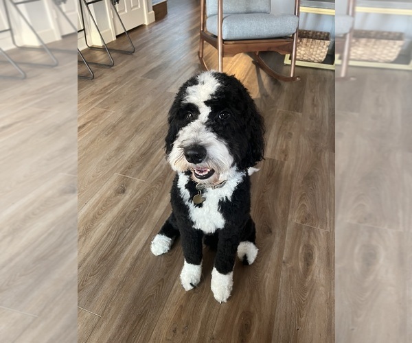 Medium Photo #1 Goldendoodle-Sheepadoodle Mix Puppy For Sale in VISTA, CA, USA