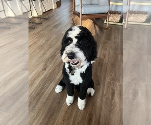 Father of the Goldendoodle-Sheepadoodle Mix puppies born on 08/13/2025