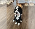 Small Photo #1 Goldendoodle-Sheepadoodle Mix Puppy For Sale in VISTA, CA, USA