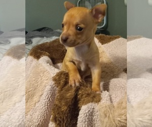 Chihuahua Puppy for sale in COLUMBUS, OH, USA