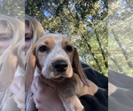 Small Photo #1 Beagle Puppy For Sale in ANNISTON, AL, USA