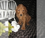 Small Photo #11 Goldendoodle Puppy For Sale in SELINSGROVE, PA, USA
