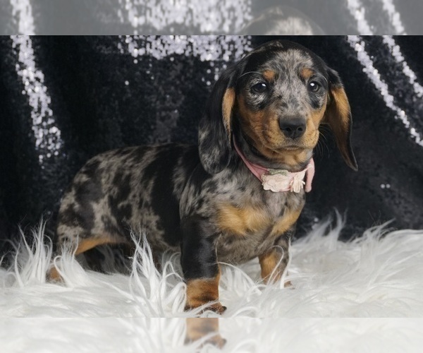 Medium Photo #7 Dachshund Puppy For Sale in WARSAW, IN, USA