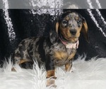 Small #5 Dachshund