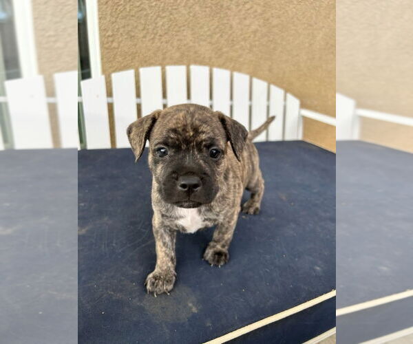 Medium Photo #2 French Bulldog-Unknown Mix Puppy For Sale in Lake Forest, CA, USA