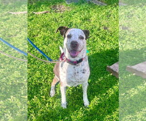 Mutt Dogs for adoption in Pompano Beach , FL, USA