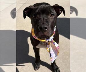 Mutt Dogs for adoption in Tulsa, OK, USA