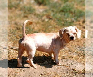 Mutt Dogs for adoption in Vail, AZ, USA