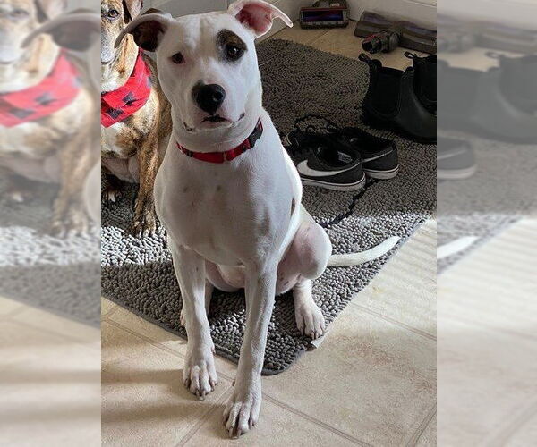 Medium Photo #1 American Pit Bull Terrier-Unknown Mix Puppy For Sale in New York, NY, USA