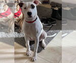 Small American Pit Bull Terrier Mix