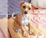 Small #1 Mutt