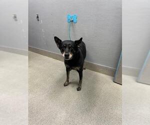Rottweiler-Unknown Mix Dogs for adoption in Las Vegas, NV, USA