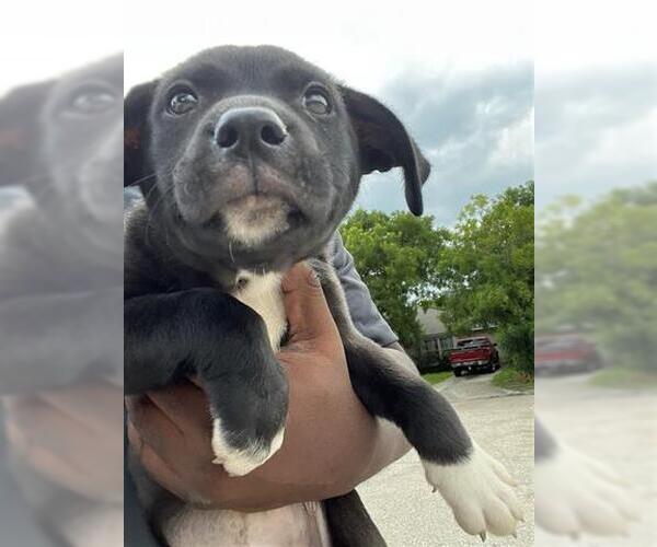 Medium Photo #1 American Pit Bull Terrier Puppy For Sale in Houston, TX, USA