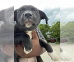 Small American Pit Bull Terrier