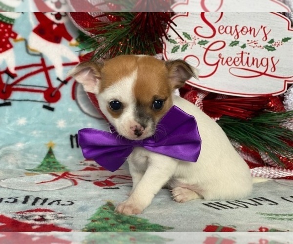 Medium Photo #5 Chihuahua Puppy For Sale in LANCASTER, PA, USA