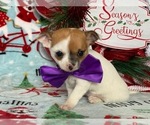Small Photo #5 Chihuahua Puppy For Sale in LANCASTER, PA, USA