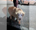 Small #6 Golden Retriever