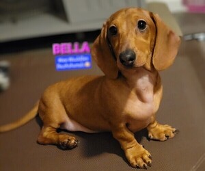 Dachshund Dog for Adoption in WALLACE, California USA