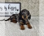 Small #1 Dachshund