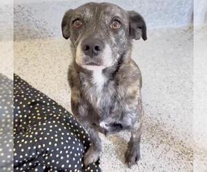 Bluetick Coonhound Dogs for adoption in Houston, TX, USA