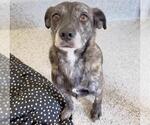 Small Bluetick Coonhound