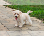 Small #5 Poodle (Toy)-West Highland White Terrier Mix