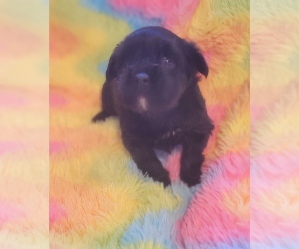 Medium Photo #9 Yorkshire Terrier Puppy For Sale in AKRON, OH, USA