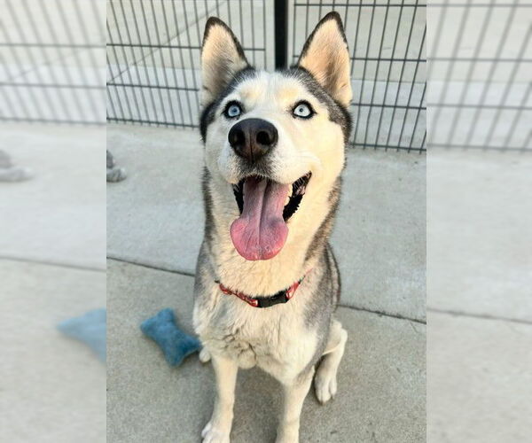 Medium Photo #1 Siberian Husky Puppy For Sale in Sacramento, CA, USA