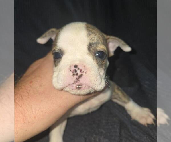 Medium Photo #6 Olde English Bulldogge Puppy For Sale in HAMLER, OH, USA