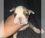 Small #5 Olde English Bulldogge