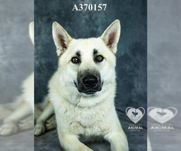 Medium Photo #2 German Shepherd Dog-Unknown Mix Puppy For Sale in Stockton, CA, USA