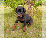 Small Photo #16 Doberman Pinscher Puppy For Sale in CHEYENNE, WY, USA