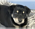Small Doberman Pinscher Mix
