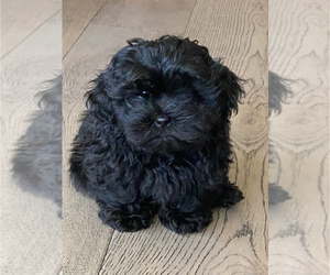 Shih-Poo-ShihPoo Mix Puppy for sale in FOLSOM, CA, USA