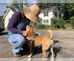 Small Photo #11 Chiranian Puppy For Sale in Rootstown, OH, USA