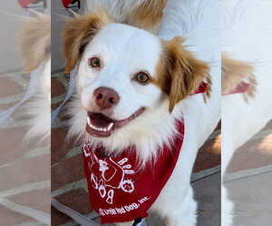 Ringo - Adopt Me! - Male Mutt Dog for Adoption - Photo #11
