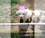 Small Photo #14 Great Pyrenees Puppy For Sale in SCOTTSVILLE, KY, USA