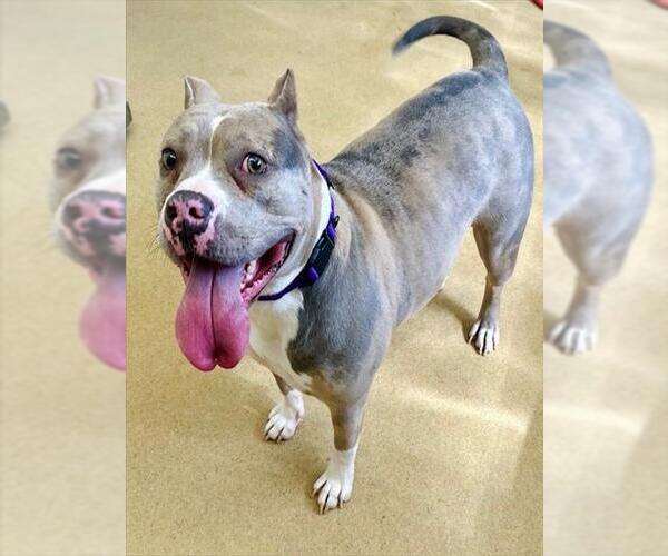 Medium Photo #1 American Pit Bull Terrier Puppy For Sale in Derwood, MD, USA