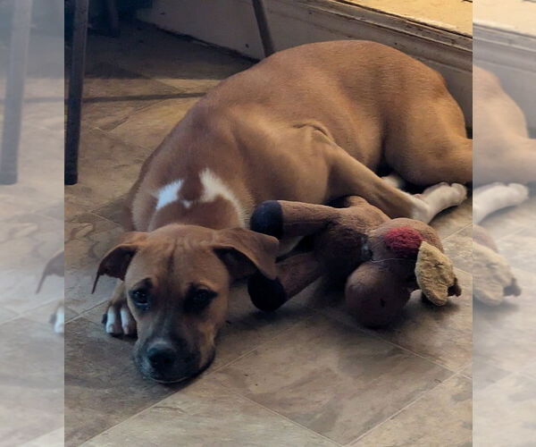 Medium Photo #3 Boxer Puppy For Sale in Austin, TX, USA