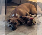Small #2 Boxer